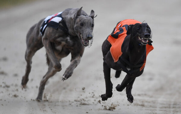 greyhound dogs racing